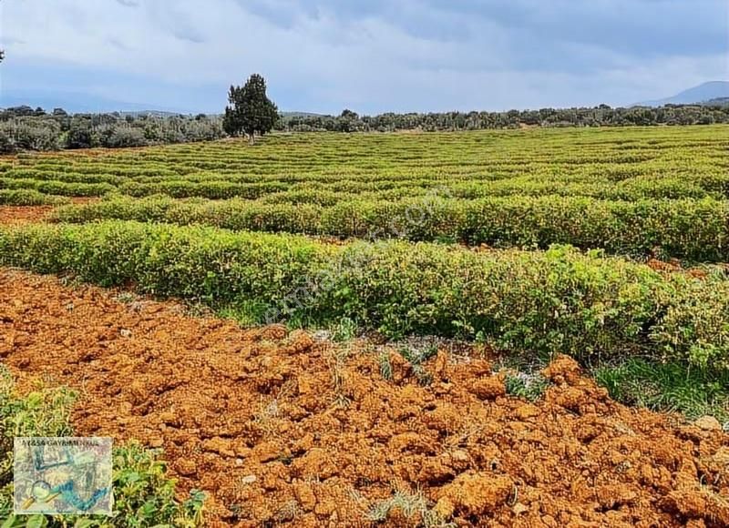 Aysa'dan Burdur İlyas'ta Müstakil Tapulu 8400m² - Görsel 4