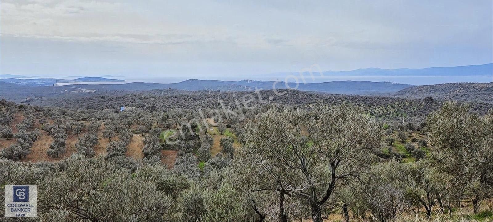 Cb Fark'tan Pelitköy'de Körfez Manzaralı 5.677 M2 120 Ağaç