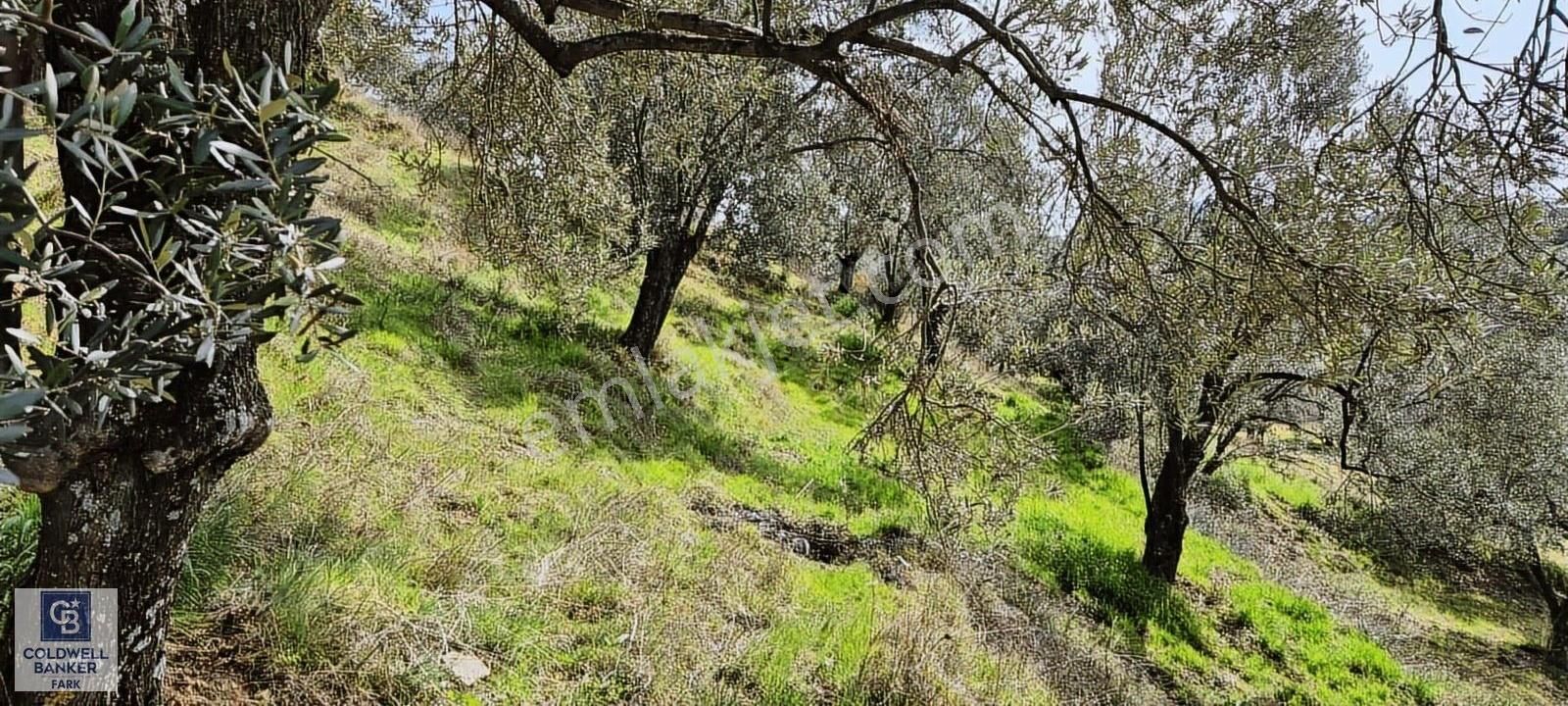Cb Fark'tan Pelitköy'de Körfez Manzaralı 5.677 M2 120 Ağaç - Görsel 11