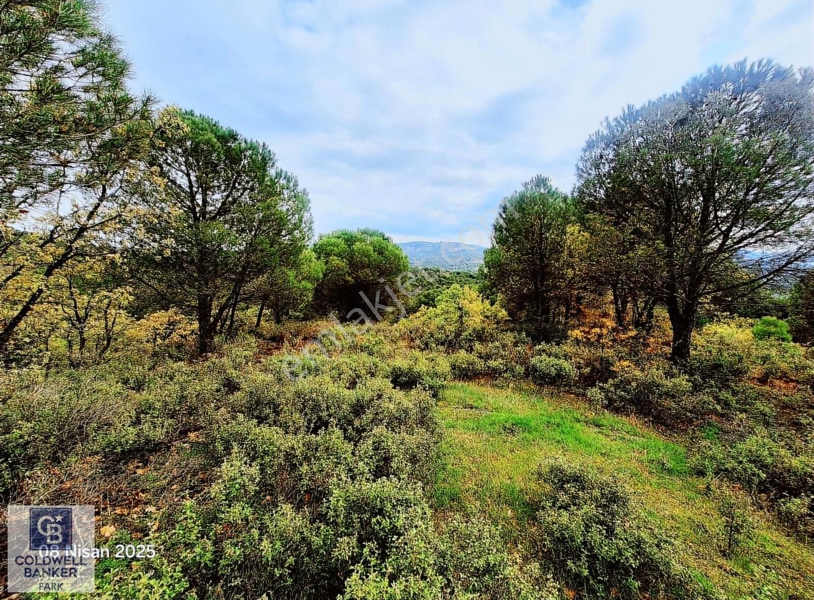 Ayvalık Bağyüzü Asfalt Cepheli Yatırımlık 14336 M² Satılık Arazi - Görsel 2