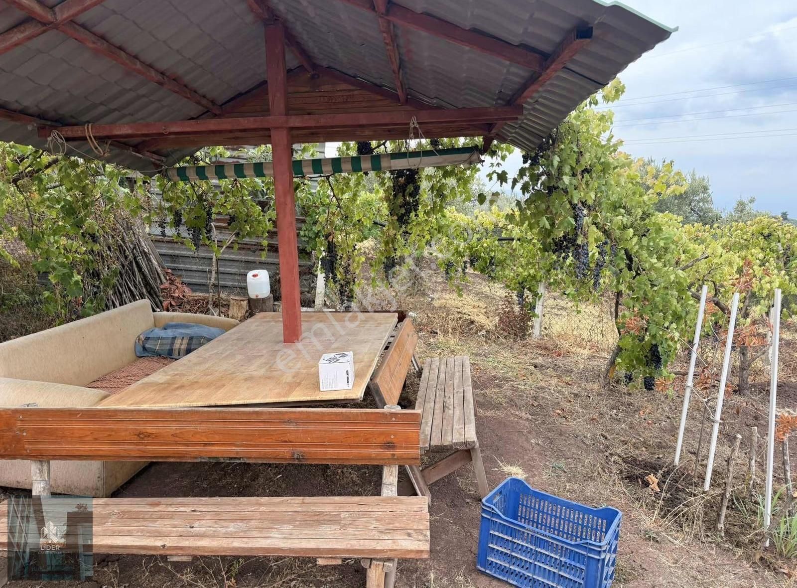 Acil Satılık Bağ Evi Ve Meyve Bahçesi - Görsel 9