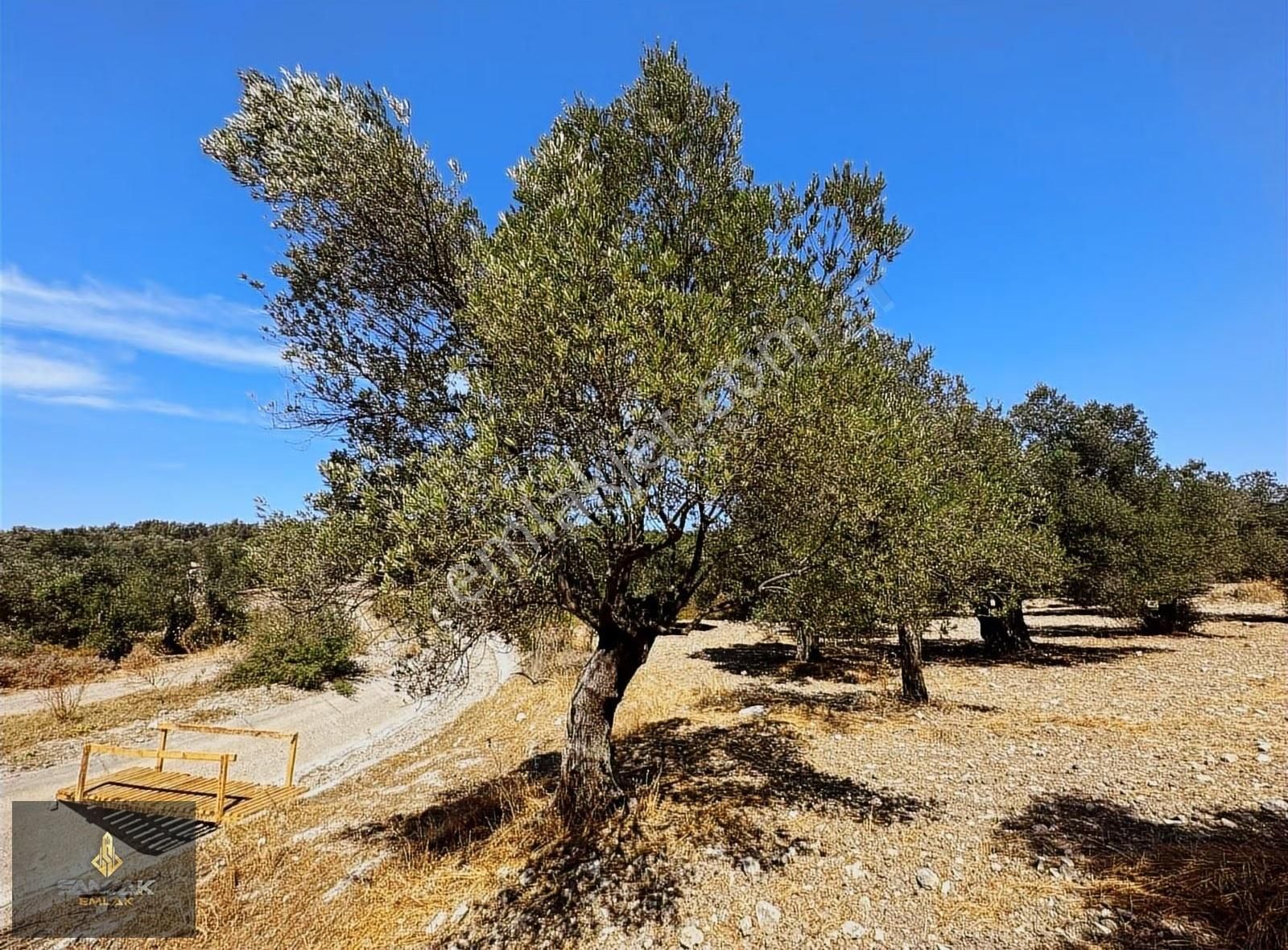 Sancak'tan Ayvalık G.kemalpaşa Mah. 1.390 M2 Yolu Olan Zeytinlik