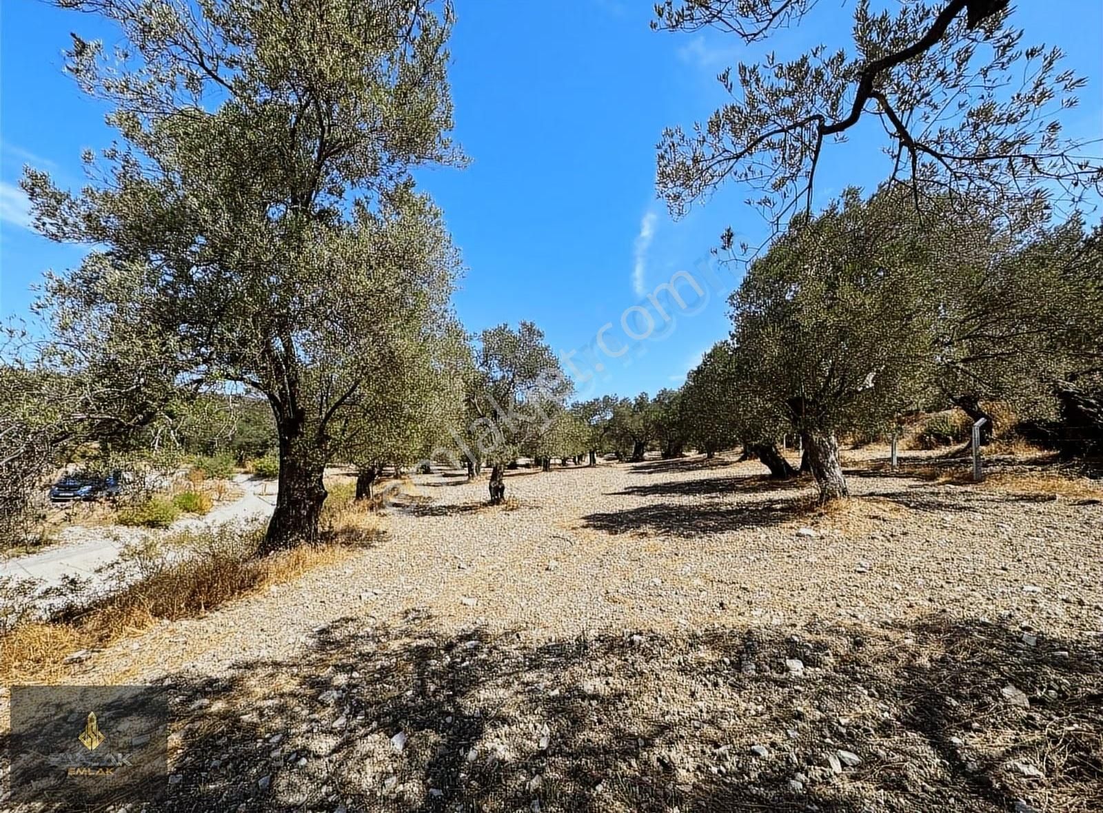 Sancak'tan Ayvalık G.kemalpaşa Mah. 1.390 M2 Yolu Olan Zeytinlik - Görsel 7