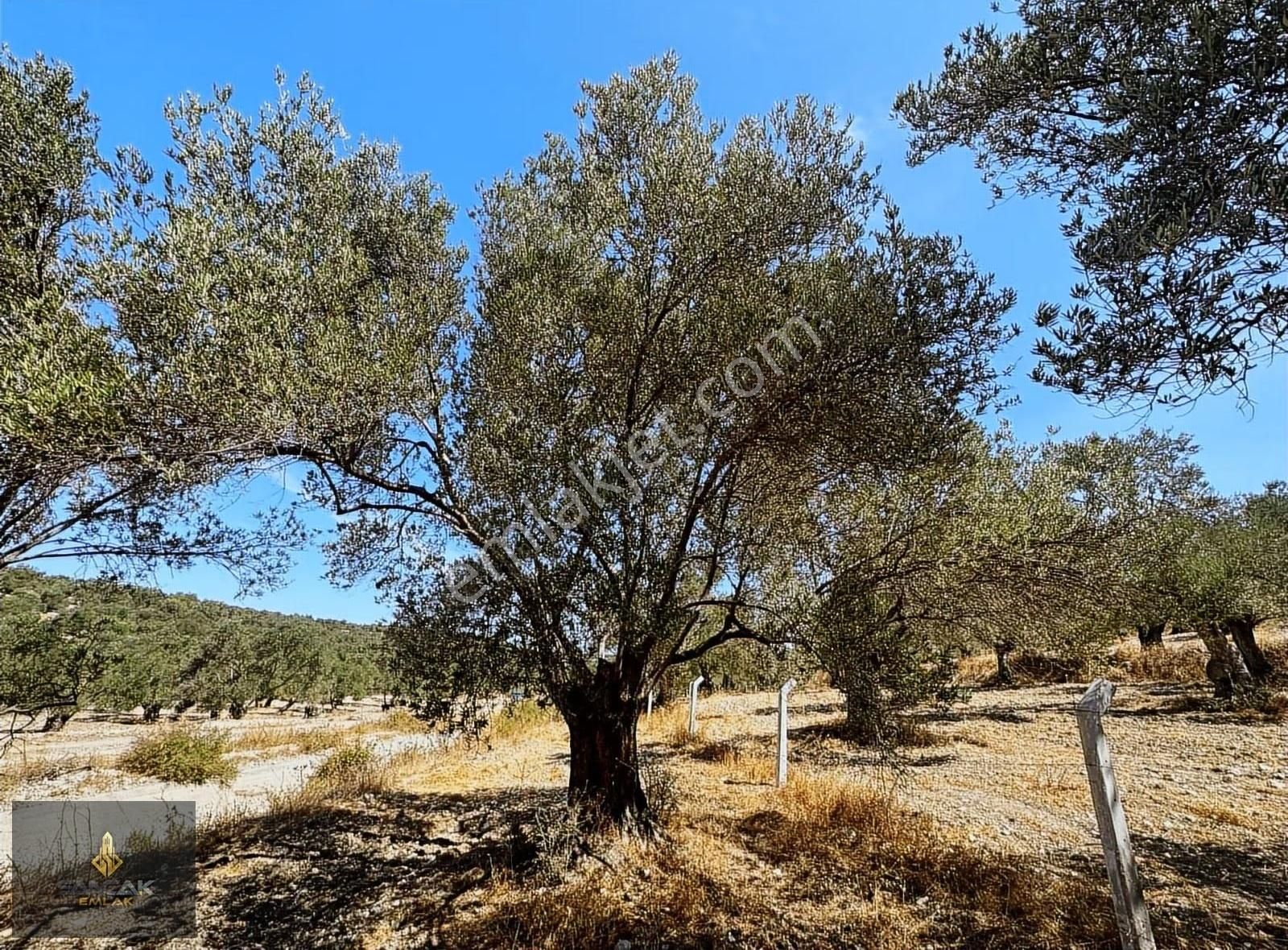 Sancak'tan Ayvalık G.kemalpaşa Mah. 1.390 M2 Yolu Olan Zeytinlik - Görsel 5
