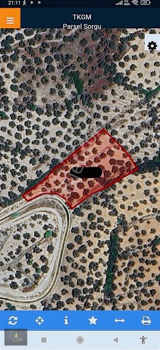 Ayvalığın İncisi, Gazikemalpaşa'da Satılık Fırsat Zeytinlik