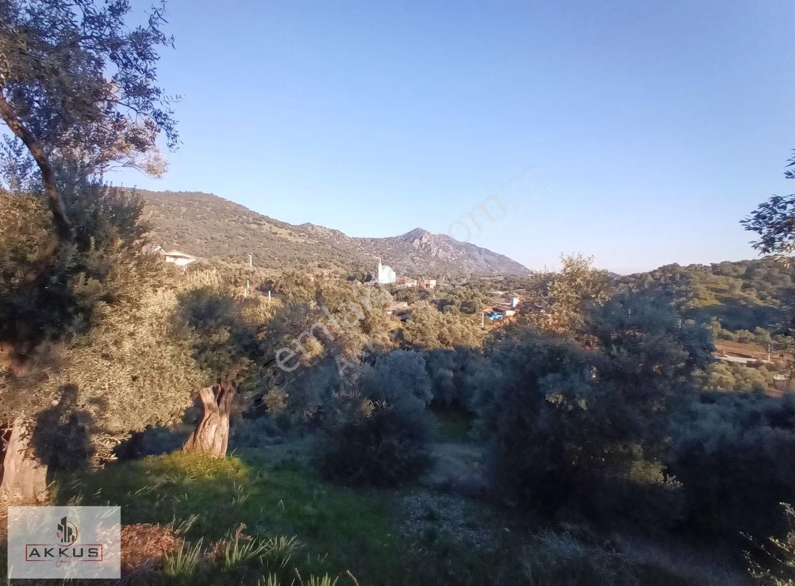 Akkuş Emlak'tan Köy Merkezinde Zeytinlik - Görsel 3