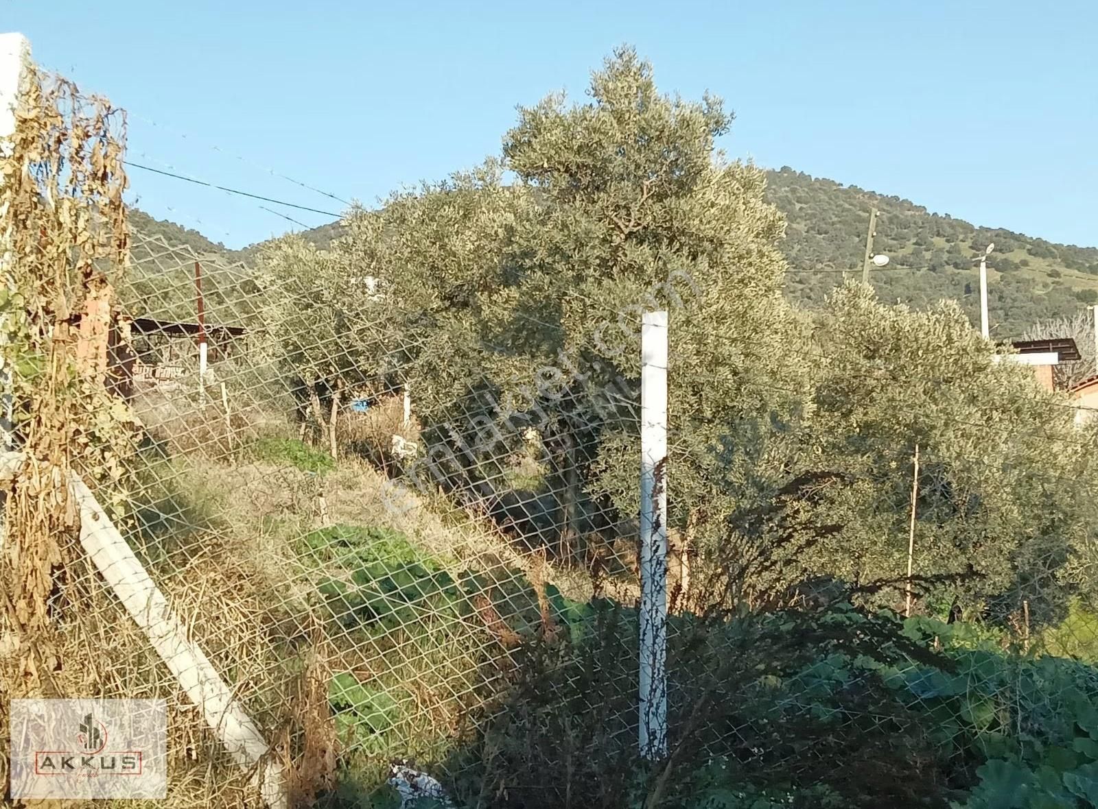 Akkuş Emlak'tan Köy Merkezinde Zeytinlik - Görsel 29