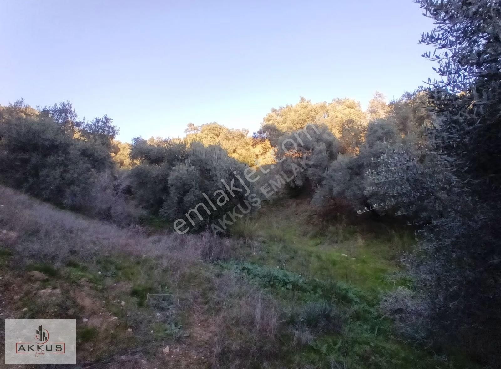 Akkuş Emlak'tan Köy Merkezinde Zeytinlik - Görsel 27