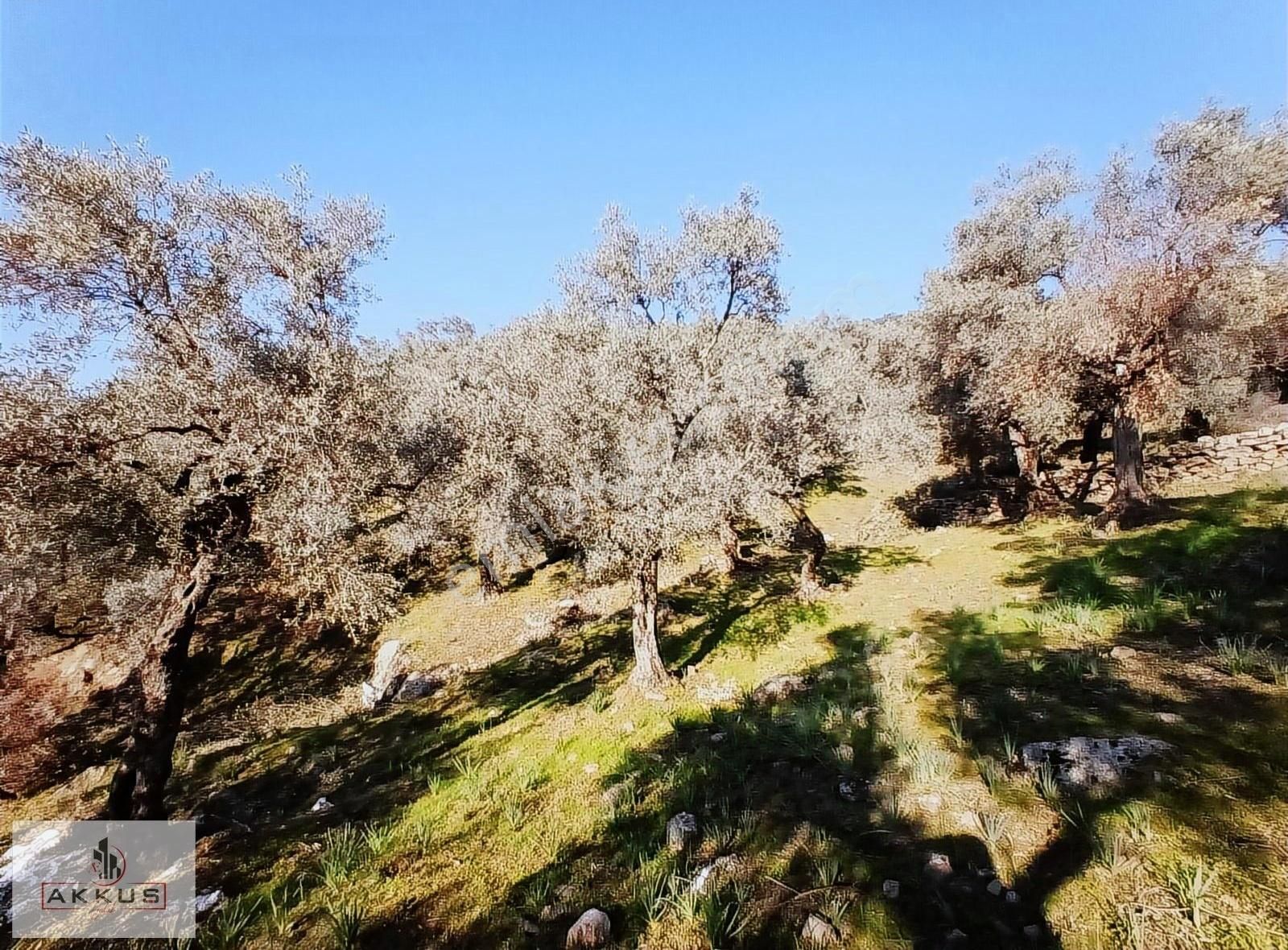 Akkuş Emlak'tan Köye Yakın Zeytinlik - Görsel 14