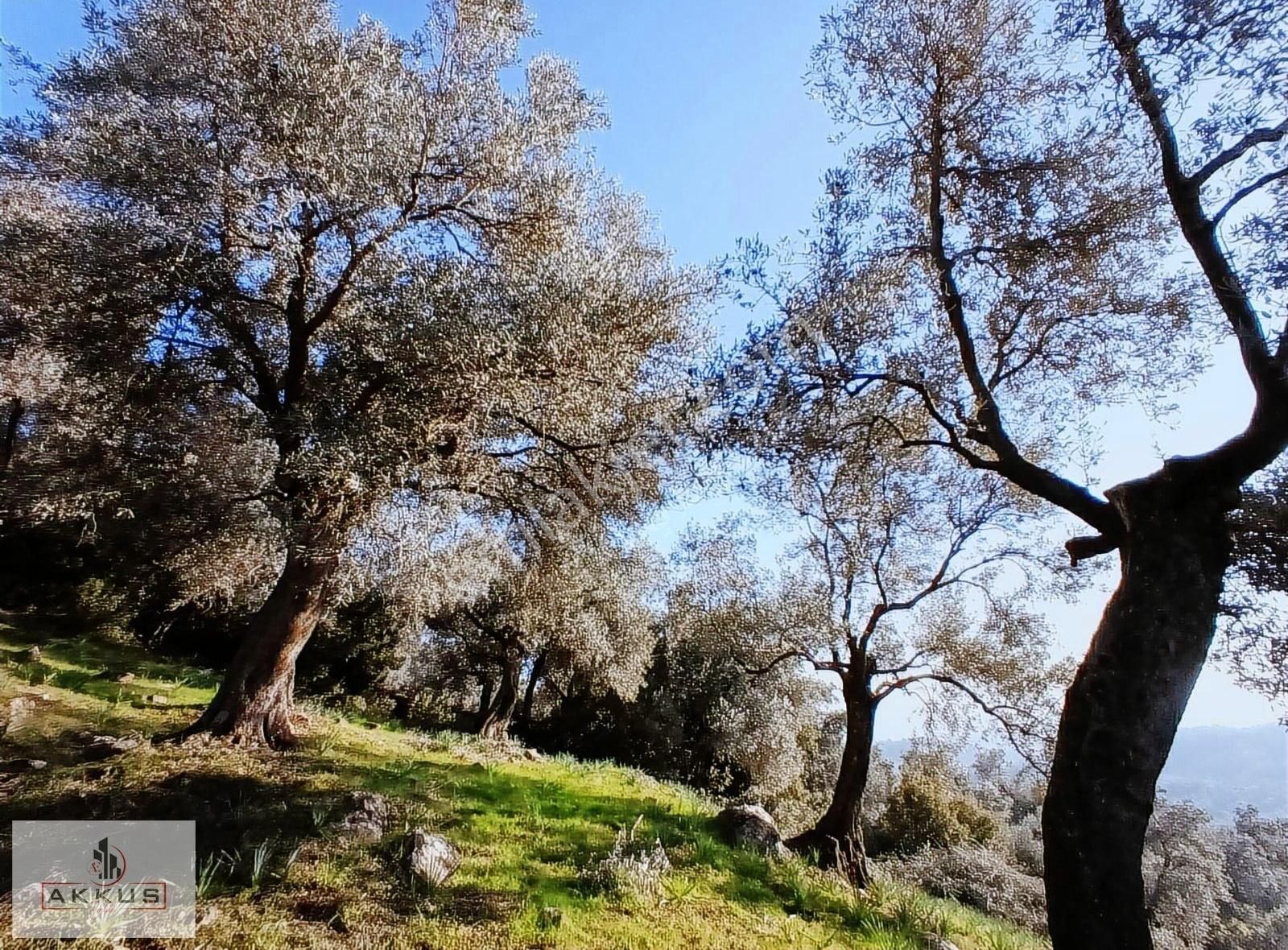 Akkuş Emlak'tan Köye Yakın Zeytinlik