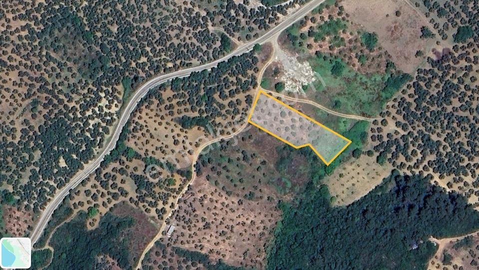 Mudanya Trilye Talatbeyde Satılık Zeytinlik