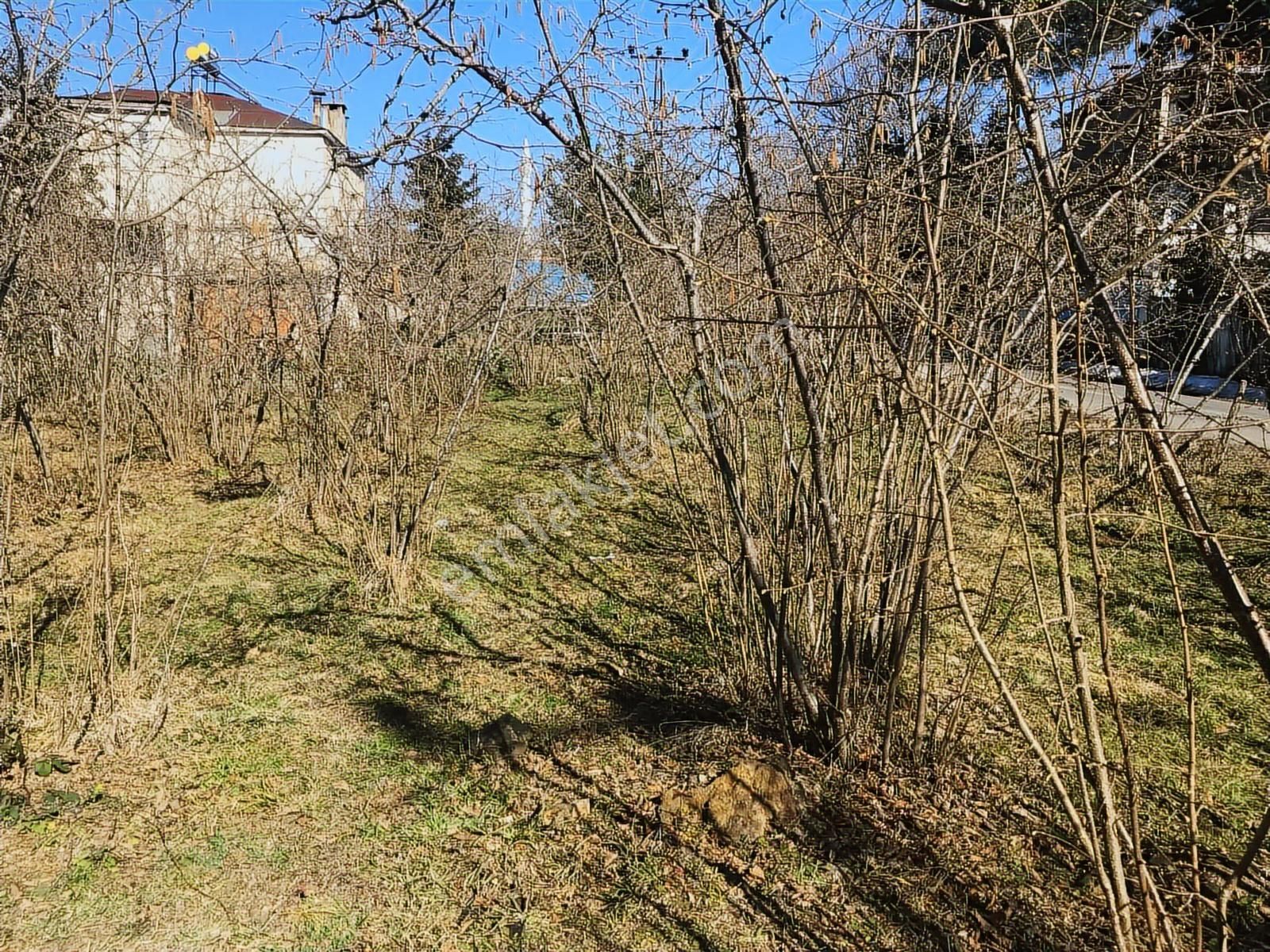 Hem Yaşam, Hem Yatırım Ev + 4.750 M² Fındık Bahçesi Şenköy - Görsel 9