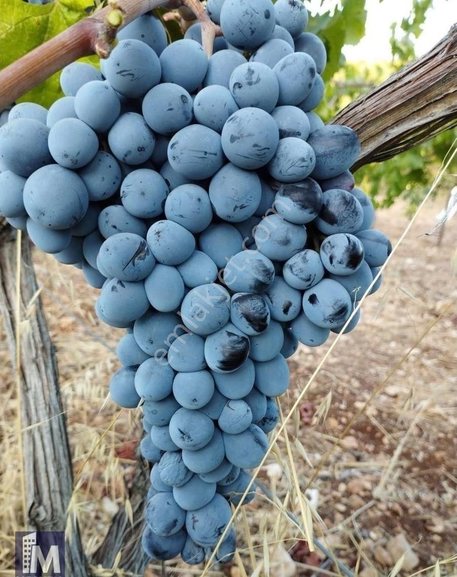 Yollarbaşı Köyü Özkes Mevkii 3000m² Alanlı Satılık Bağ Bahçe - Görsel 12