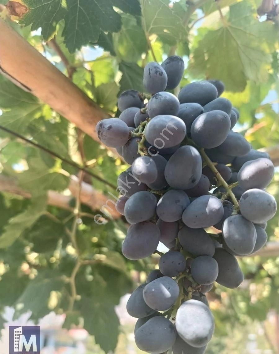 Yollarbaşı Köyü Özkes Mevkii 3000m² Alanlı Satılık Bağ Bahçe - Görsel 2