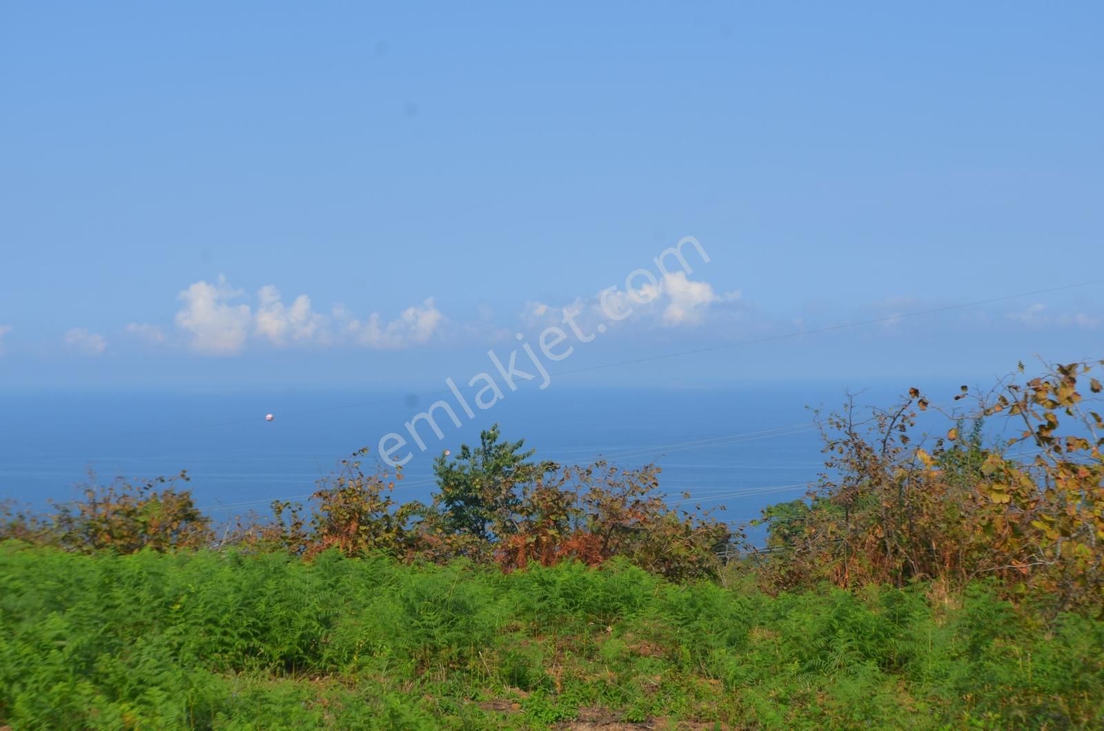 Ordu Havaalanı Karşısında 6dönüm Panoramik Deniz Manzaralı Bahçe - Görsel 2