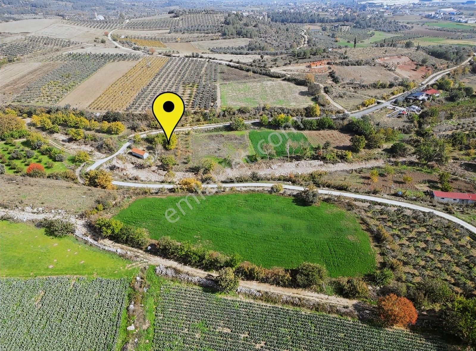 Pamukova Gökgöz Mh. Yerleşime Yakın 350m² Ceviz Bahçesi - Görsel 4