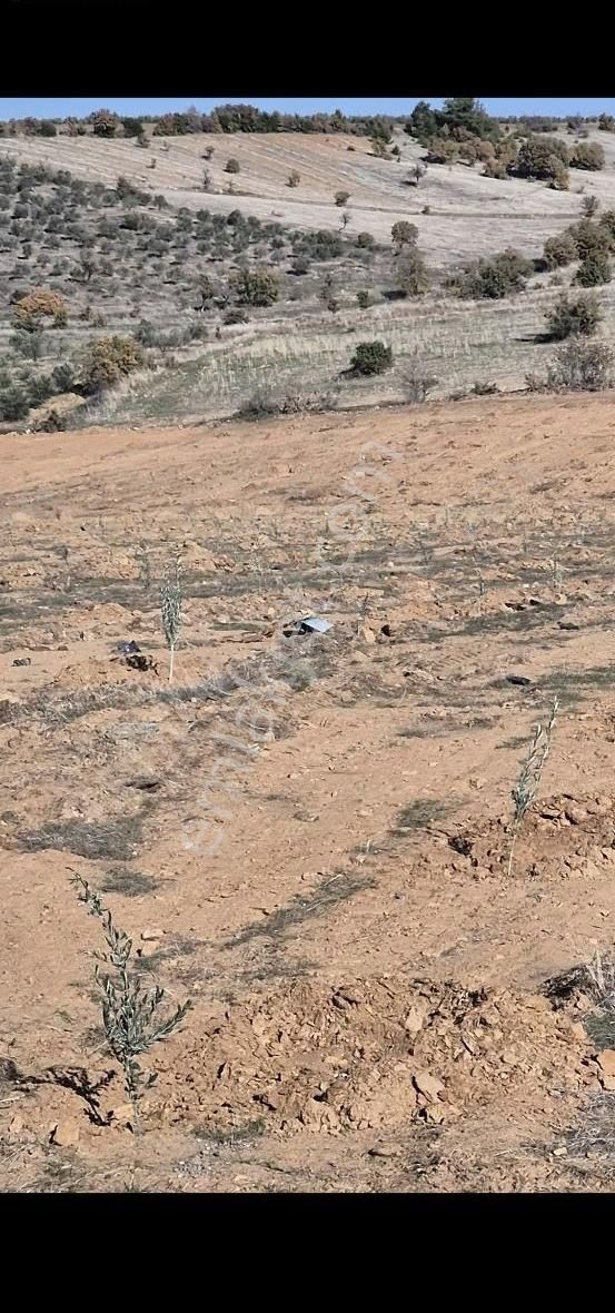 Salihli Beşyol Emlaktan Satılık 71 Dönüm Zeytinlik Arazi - Görsel 6