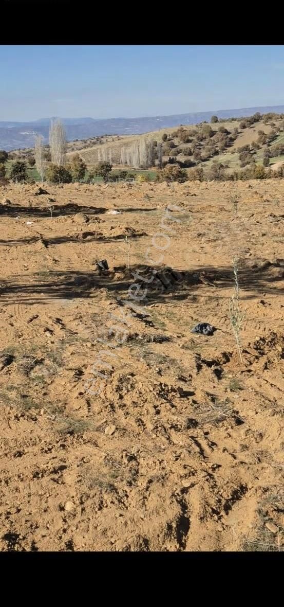 Salihli Beşyol Emlaktan Satılık 71 Dönüm Zeytinlik Arazi - Görsel 8