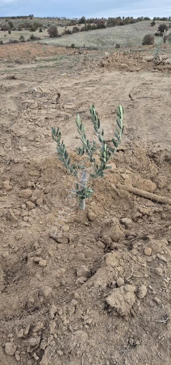 Salihli Beşyol Emlaktan Satılık 71 Dönüm Zeytinlik Arazi - Görsel 9
