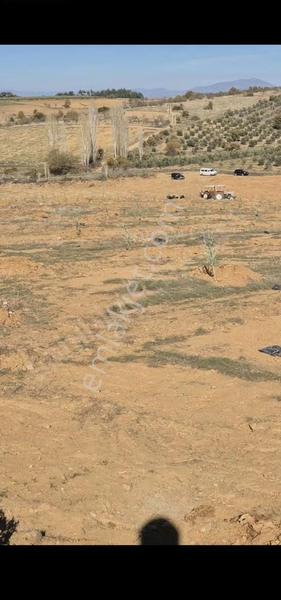 Salihli Beşyol Emlaktan Satılık 71 Dönüm Zeytinlik Arazi - Görsel 4