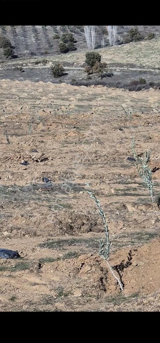 Salihli Beşyol Emlaktan Satılık 71 Dönüm Zeytinlik Arazi - Görsel 7