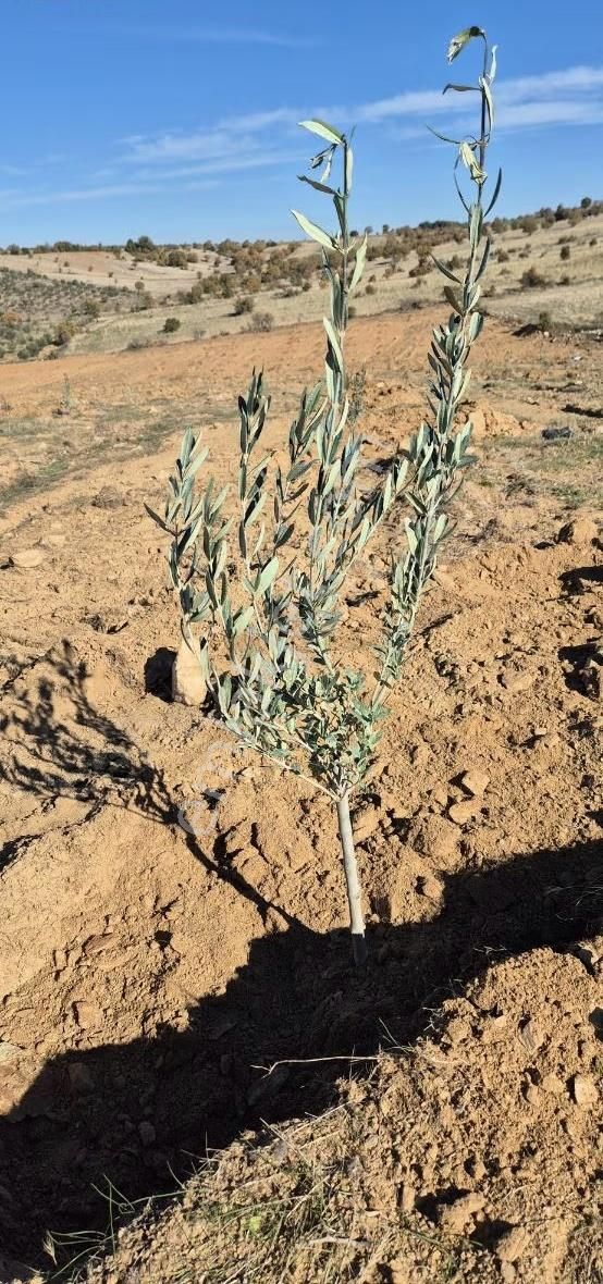 Salihli Beşyol Emlaktan Satılık 71 Dönüm Zeytinlik Arazi - Görsel 11