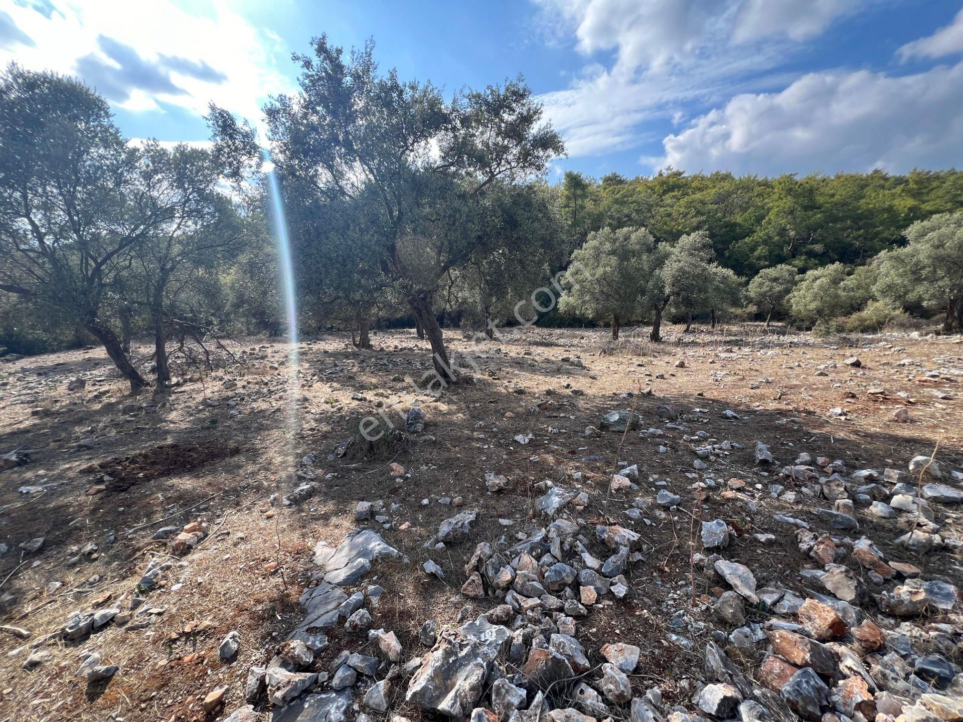 Milas Kıyıkışlacıkta 8.850m² Ekoturizm İmarlı Arazi Denize 4km