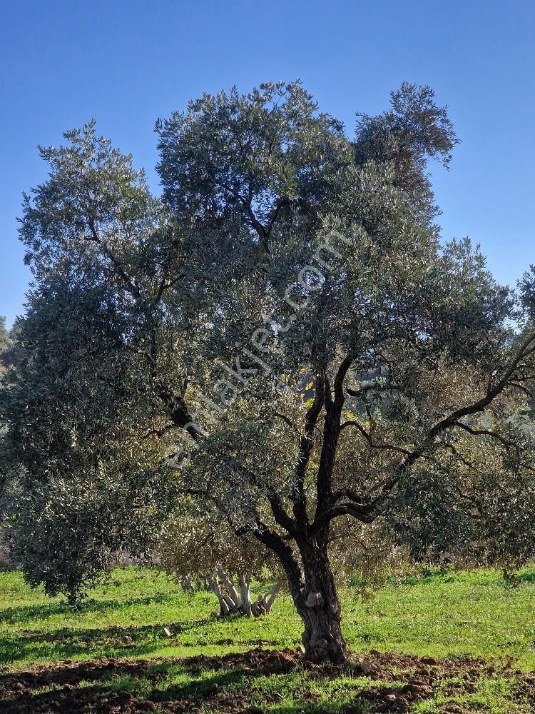 Yatırımlık Zeytin Ve İncir Tarlası - Görsel 8