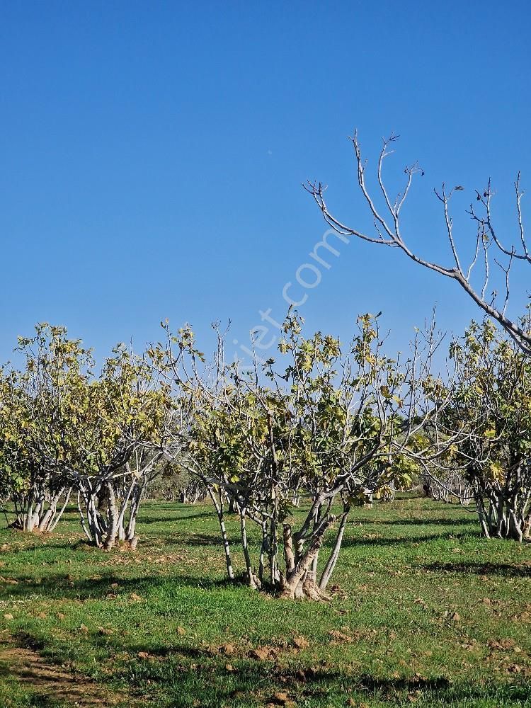Yatırımlık Zeytin Ve İncir Tarlası - Görsel 12