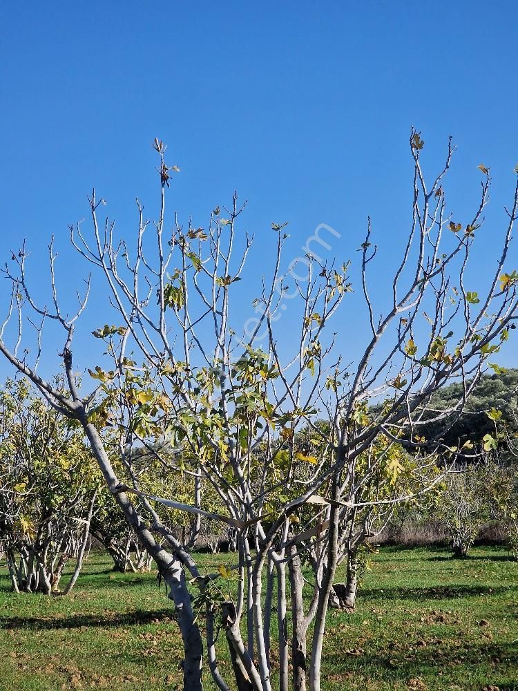 Yatırımlık Zeytin Ve İncir Tarlası - Görsel 11