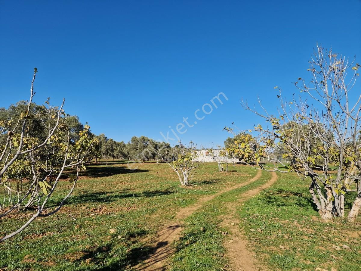 Yatırımlık Zeytin Ve İncir Tarlası - Görsel 9
