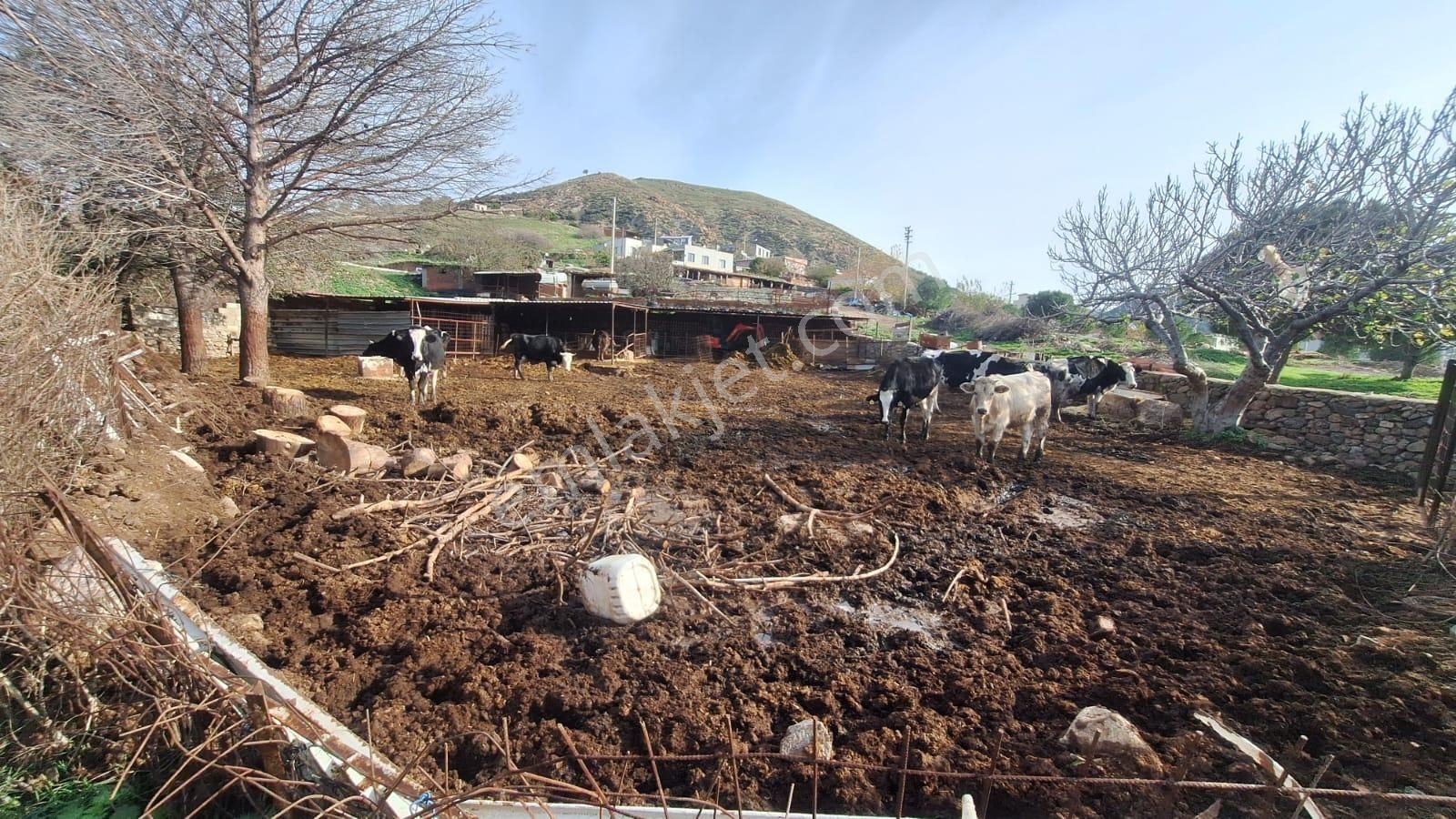 Çanakkale Ayvacık Kösederede 820 M² Satılık Arsa - Görsel 4