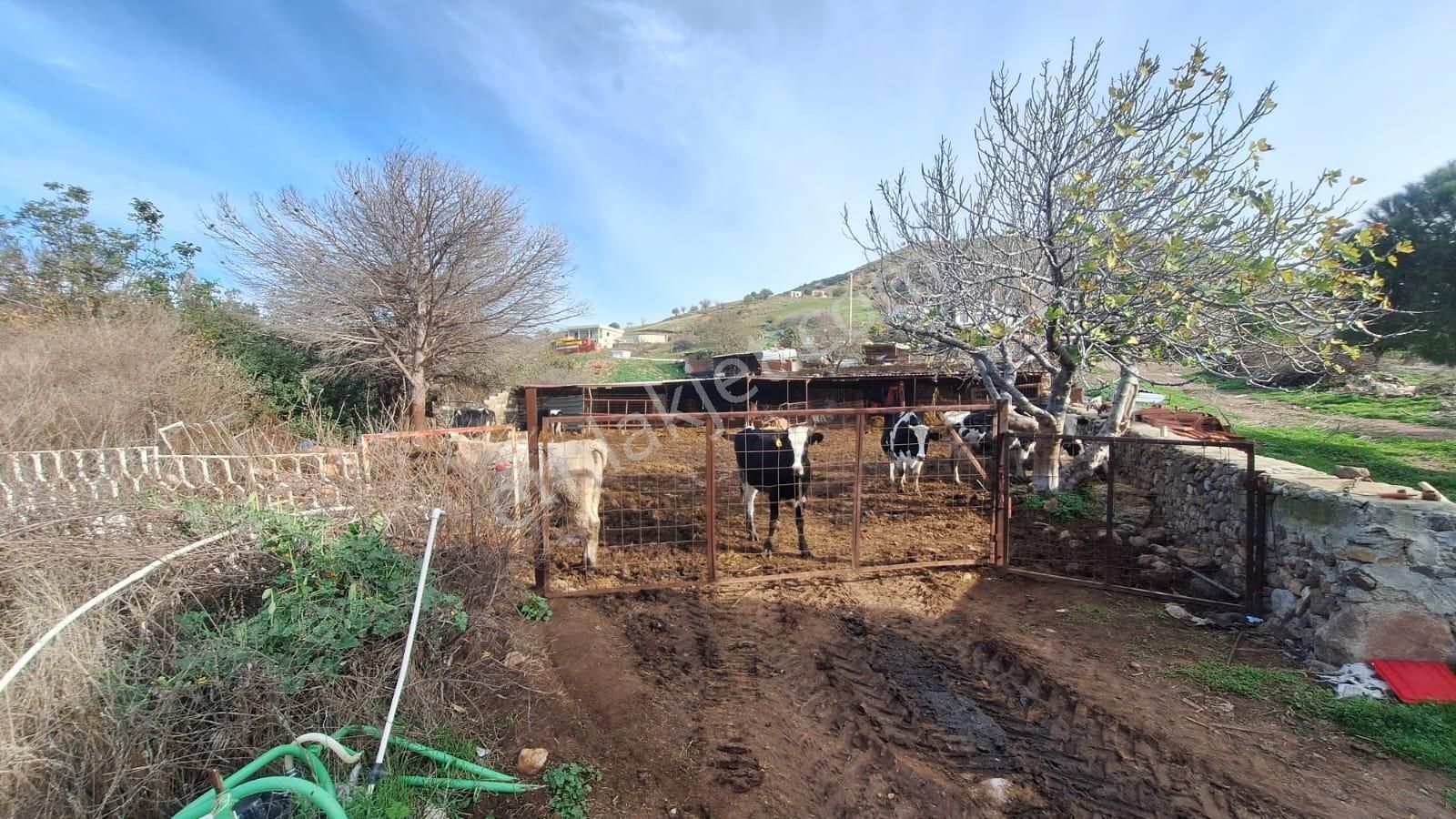 Çanakkale Ayvacık Kösederede 820 M² Satılık Arsa - Görsel 6