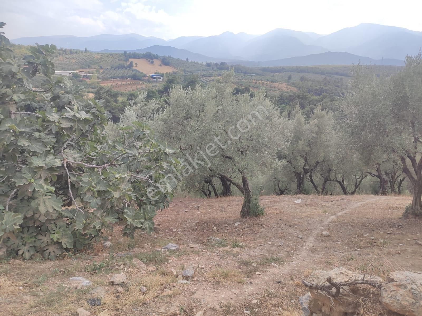 Remax Leon Kestel Çataltepe Satılık Kısmi İmarlı Zeytinlik - Görsel 3