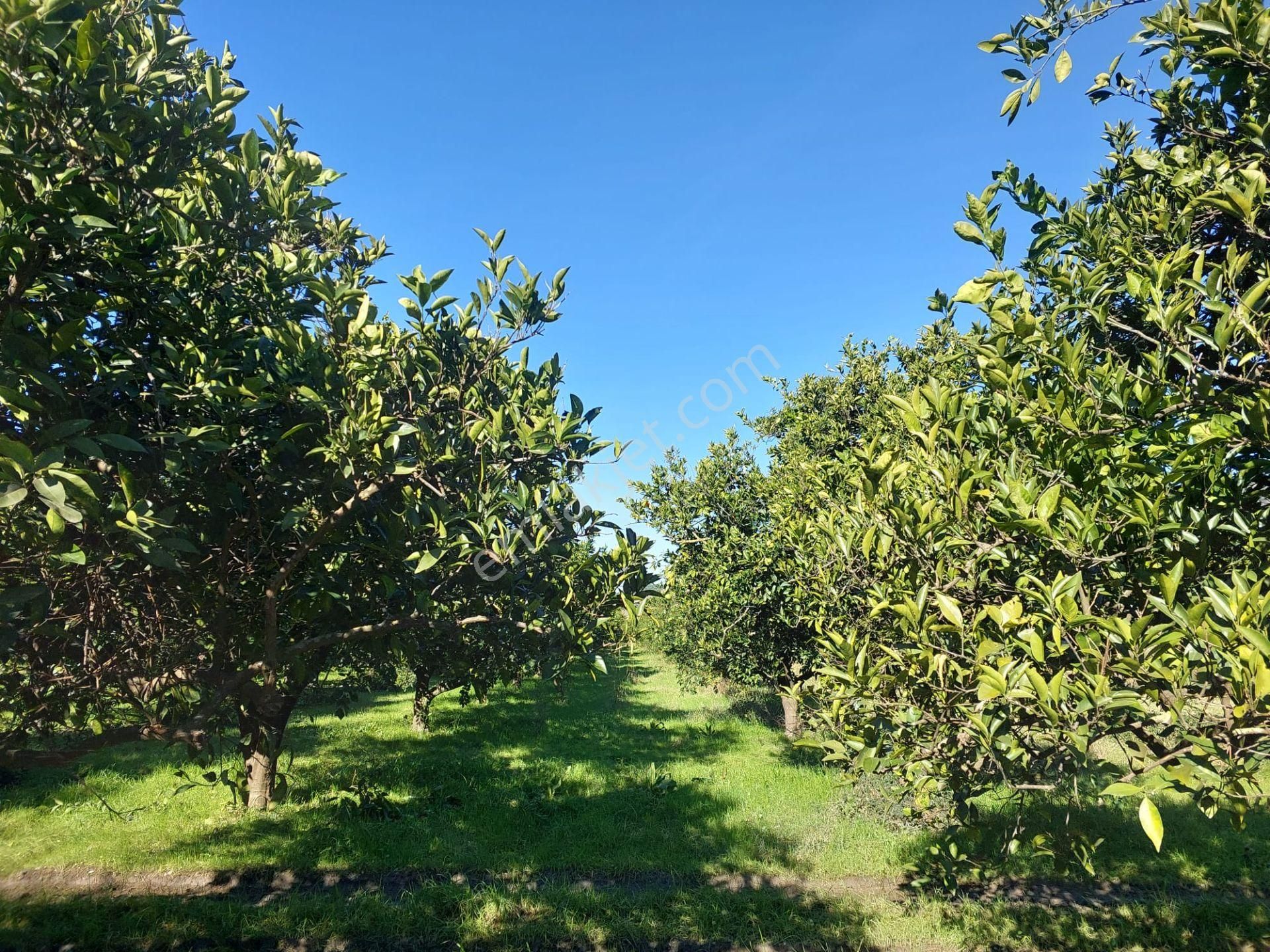 Ortaca Okçularda 250 M2 İnşaat Hakkı Olan, 1000m2 Müstakil Arsa Satılık - Görsel 4