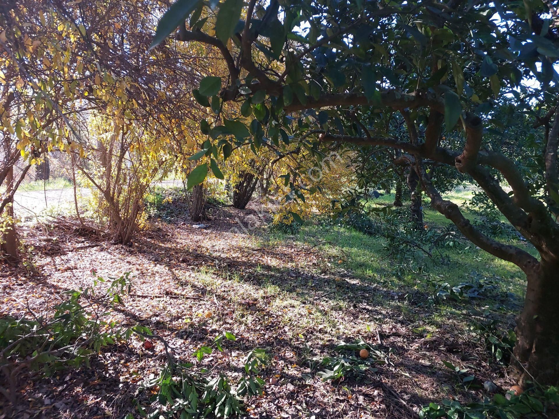 Ortaca Okçularda 250 M2 İnşaat Hakkı Olan, 1000m2 Müstakil Arsa Satılık - Görsel 3