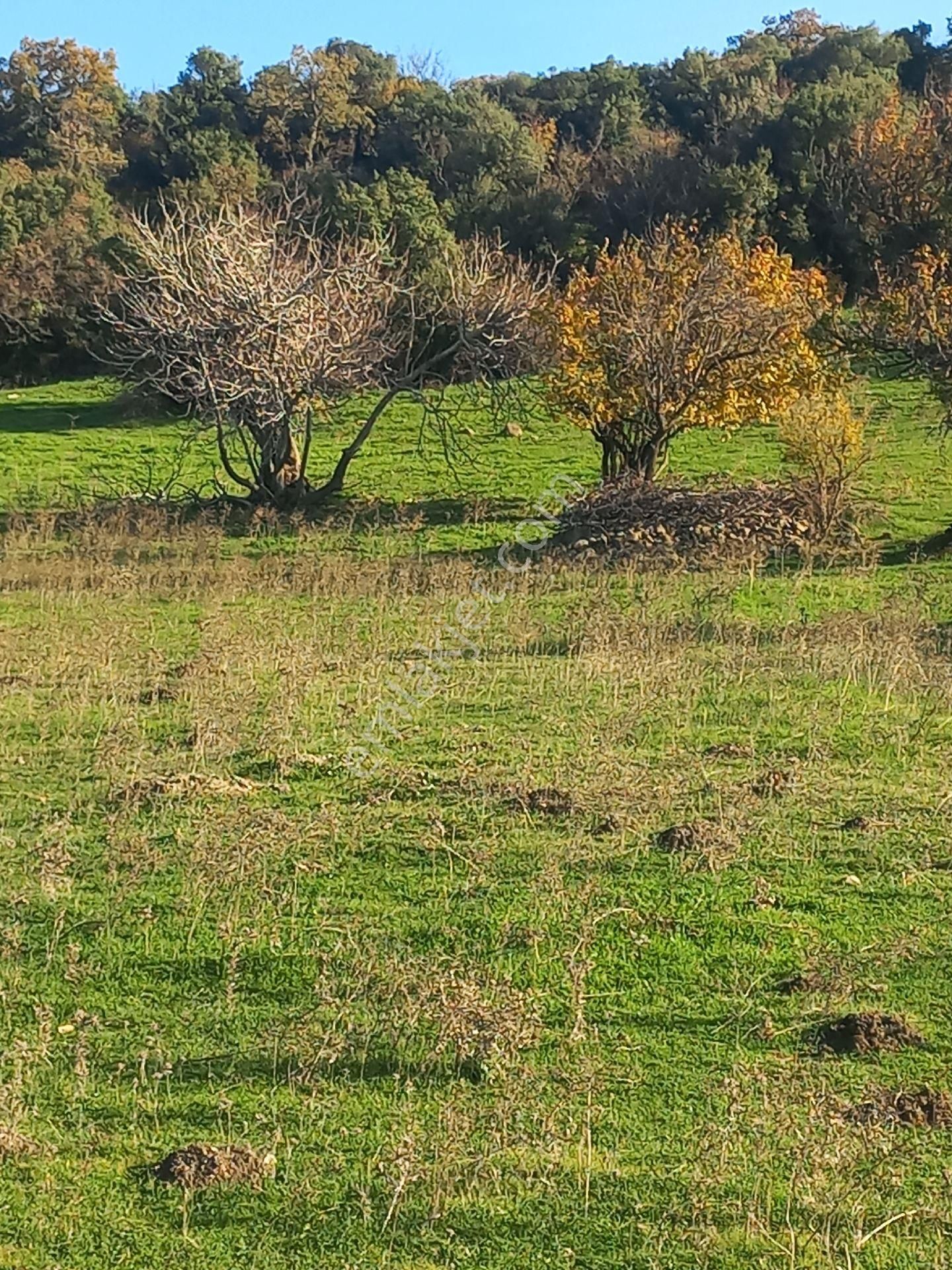 Satılık Müstakiltapu Tarla - Görsel 15
