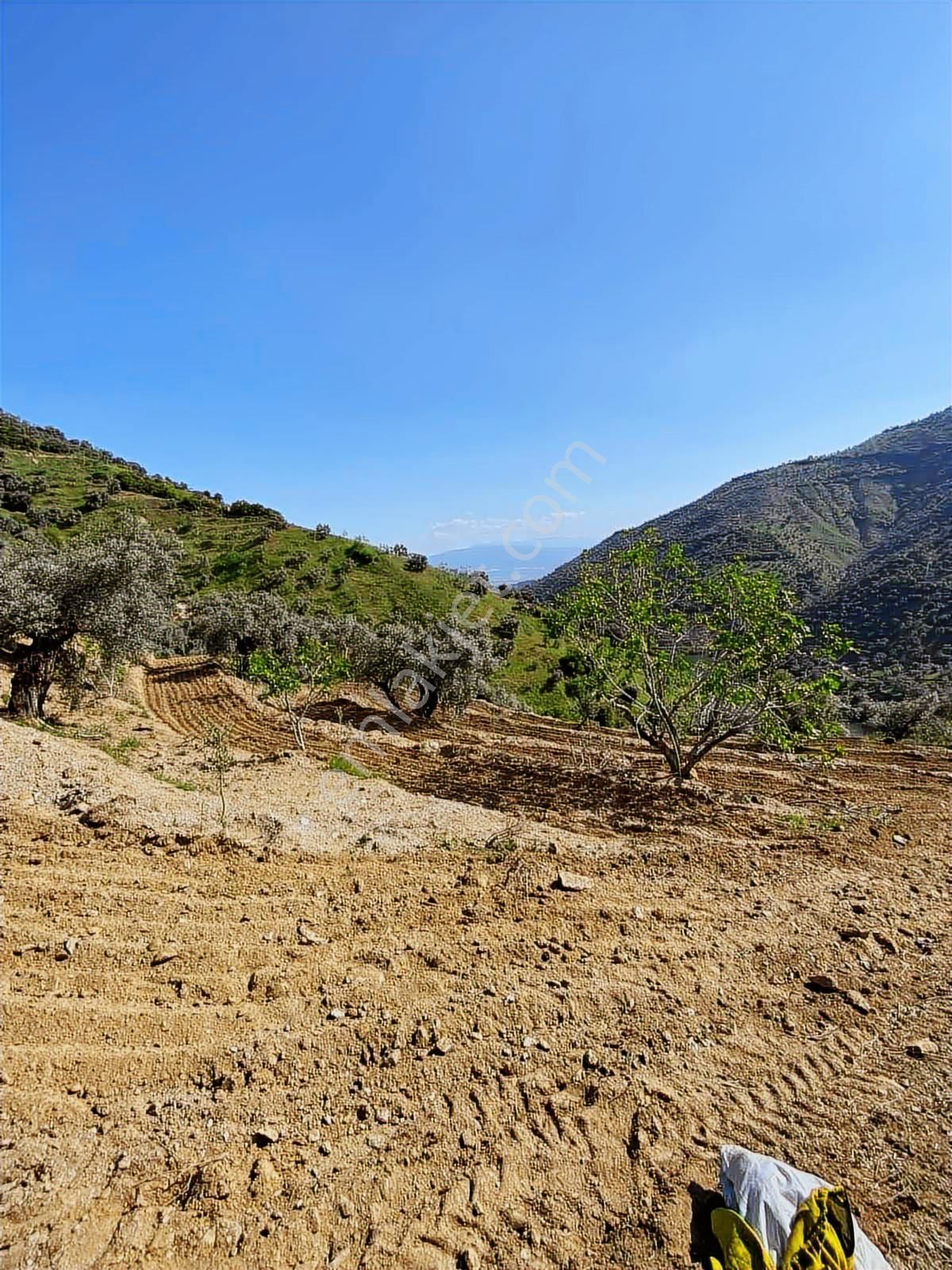 Konut Emlaktan İsabeyli Baraj Mevki Satılık Verimli Zeytinlik - Görsel 23