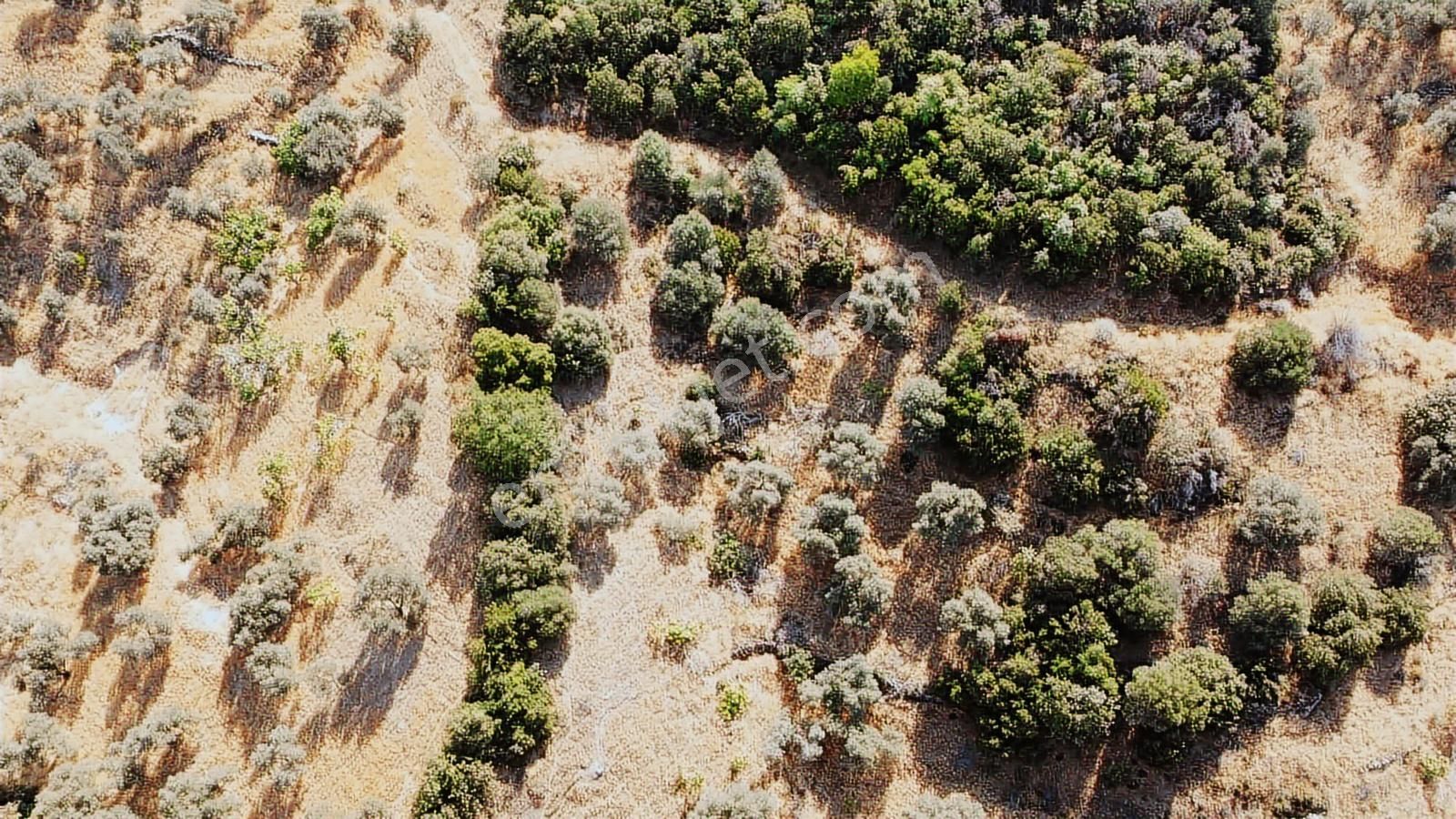 Konut Emlaktan İsabeyli Baraj Mevki Satılık Verimli Zeytinlik - Görsel 14