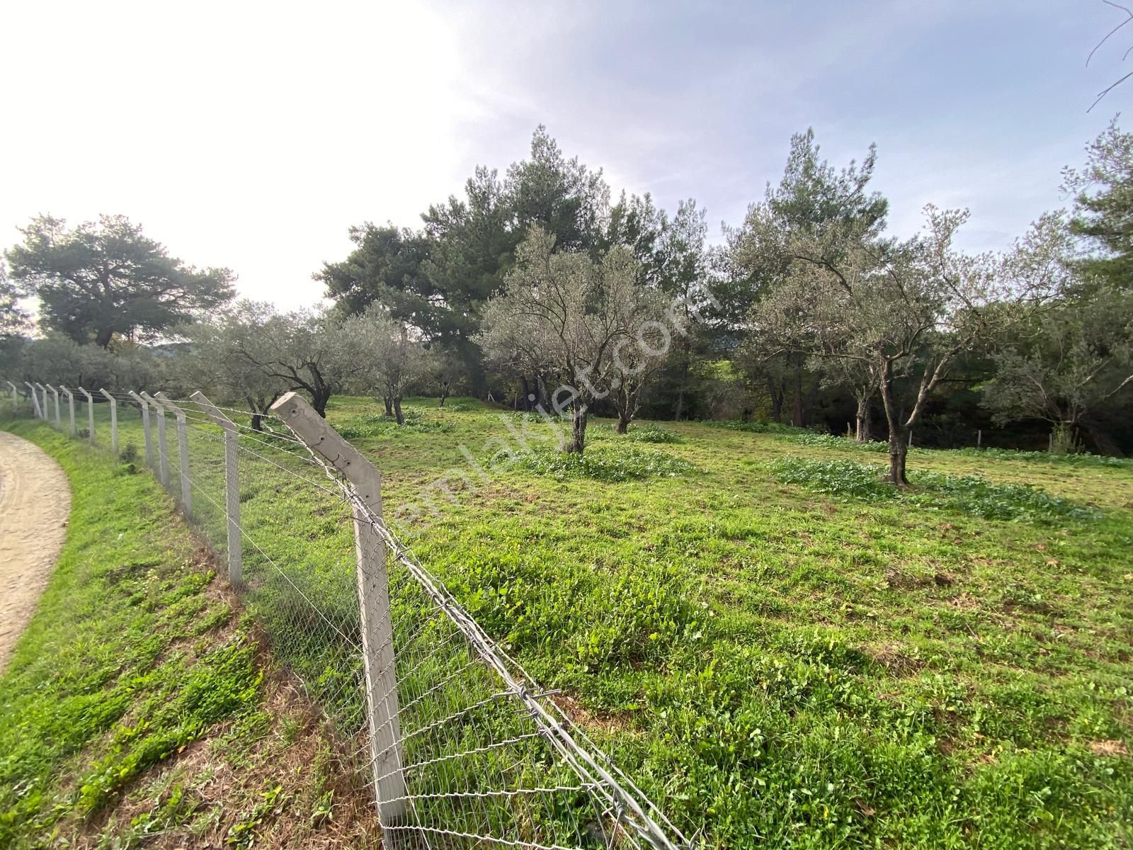 Balıkesir Edremit Çamcı Da 2680 M2 Zeytinlik Satılık - Görsel 6