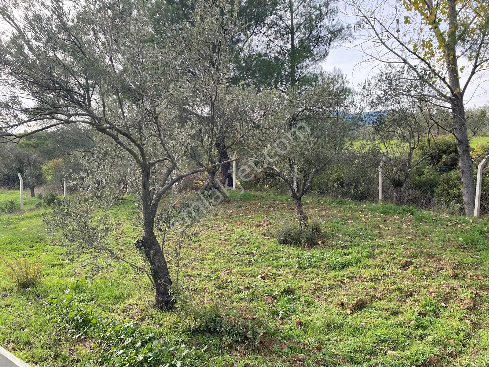 Balıkesir Edremit Çamcı Da 2680 M2 Zeytinlik Satılık - Görsel 11