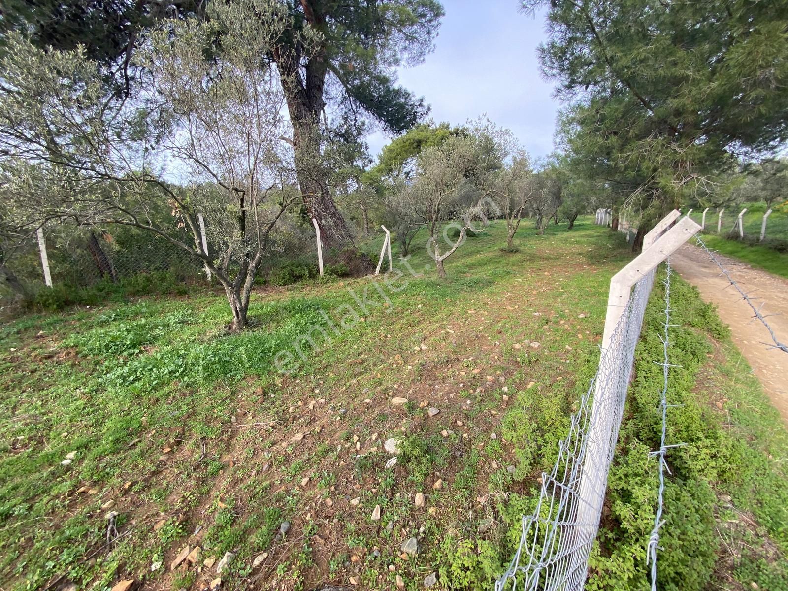 Balıkesir Edremit Çamcı Da 2680 M2 Zeytinlik Satılık - Görsel 10