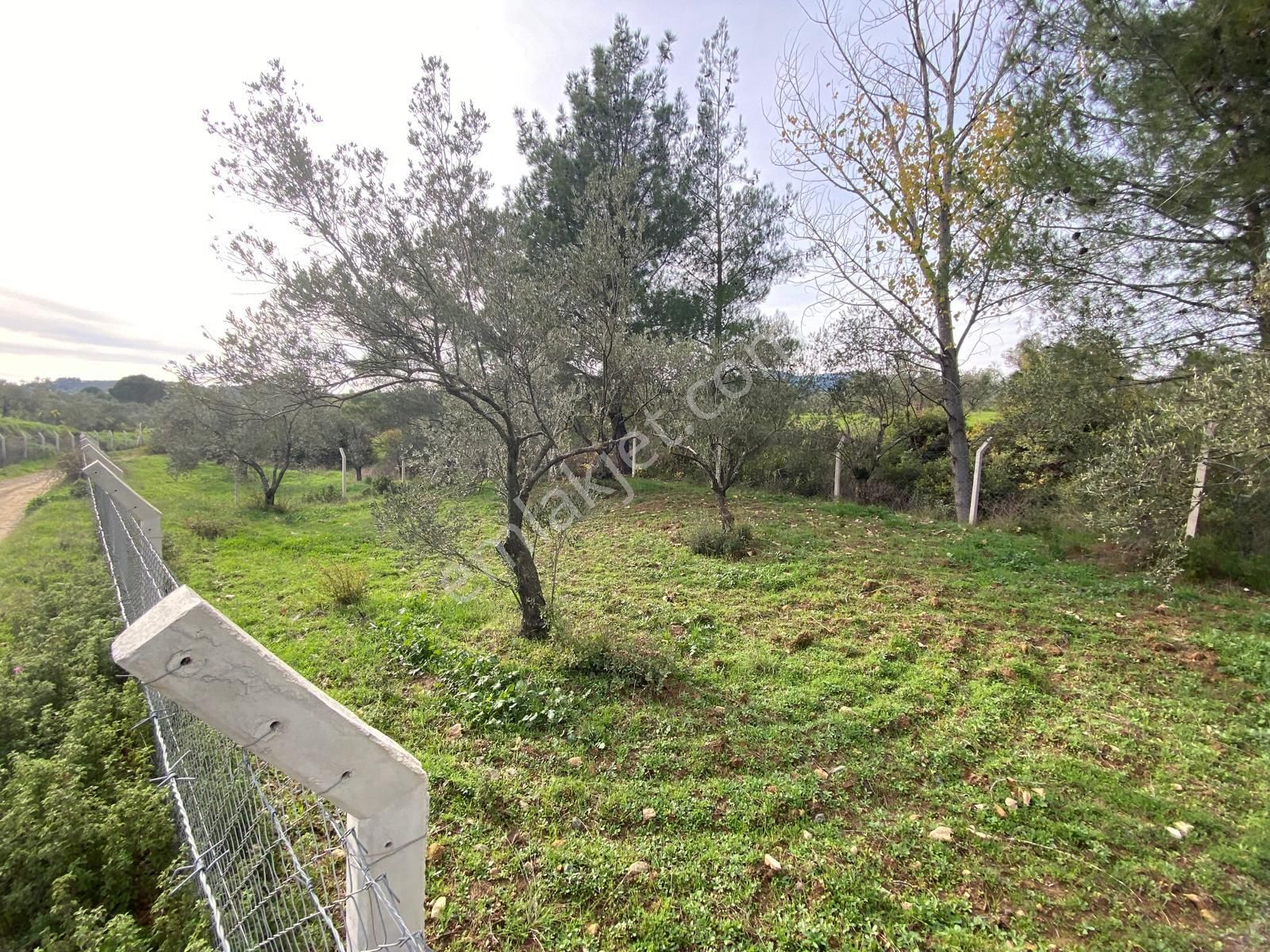 Balıkesir Edremit Çamcı Da 2680 M2 Zeytinlik Satılık - Görsel 3