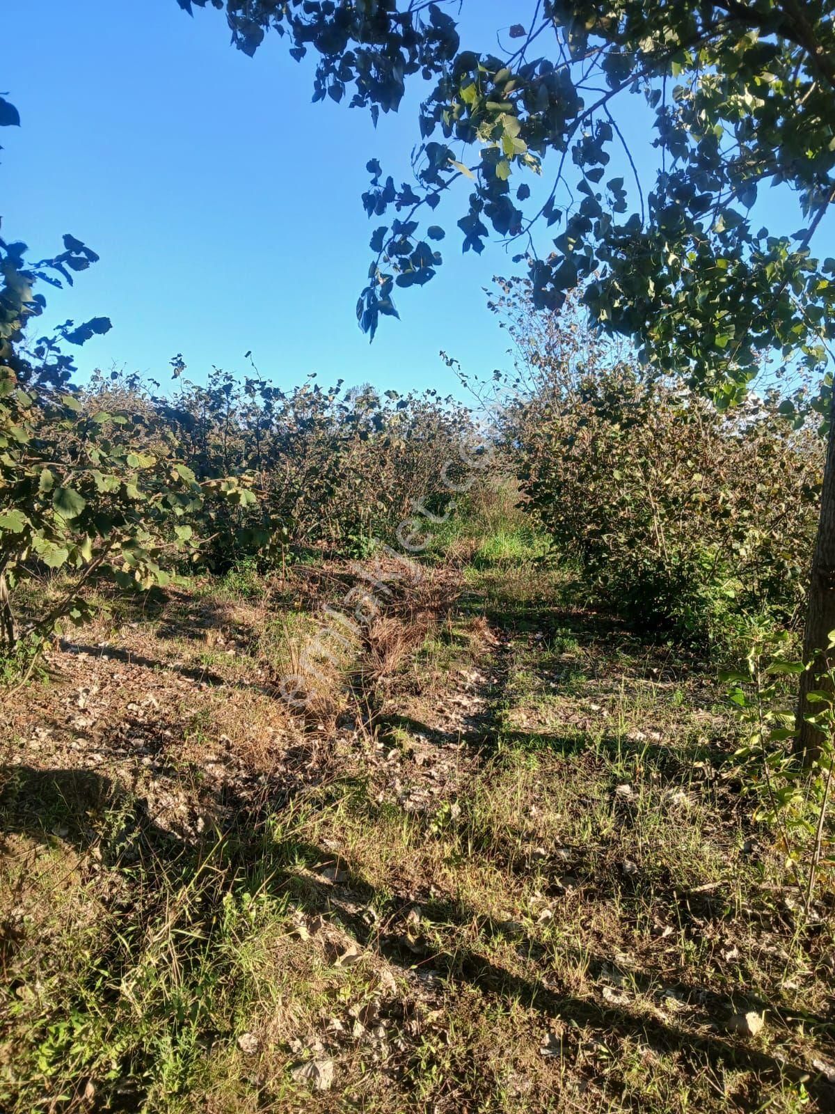 Samsun Terme Koybuçağı Köyü Korganlılarmah De Satilik Fındık Kavak Dikili Ucuz Arazı