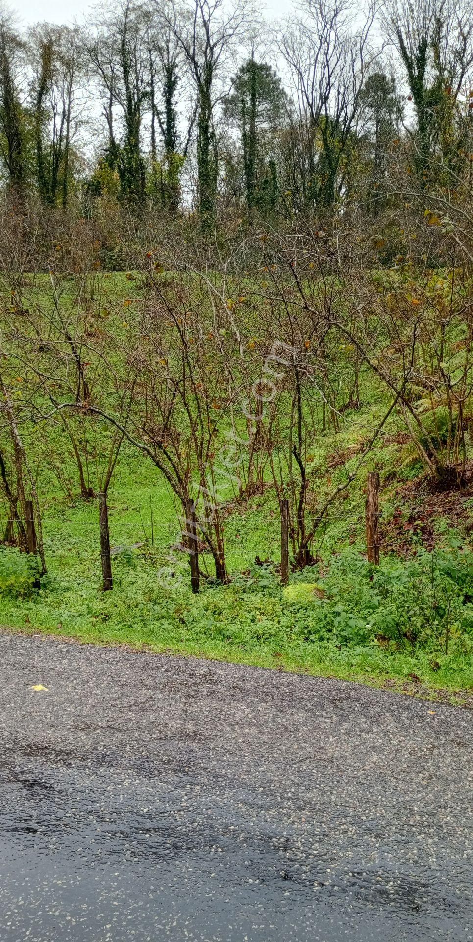 Perşembe Yeniköy'de Satılık Bahçe. - Görsel 2