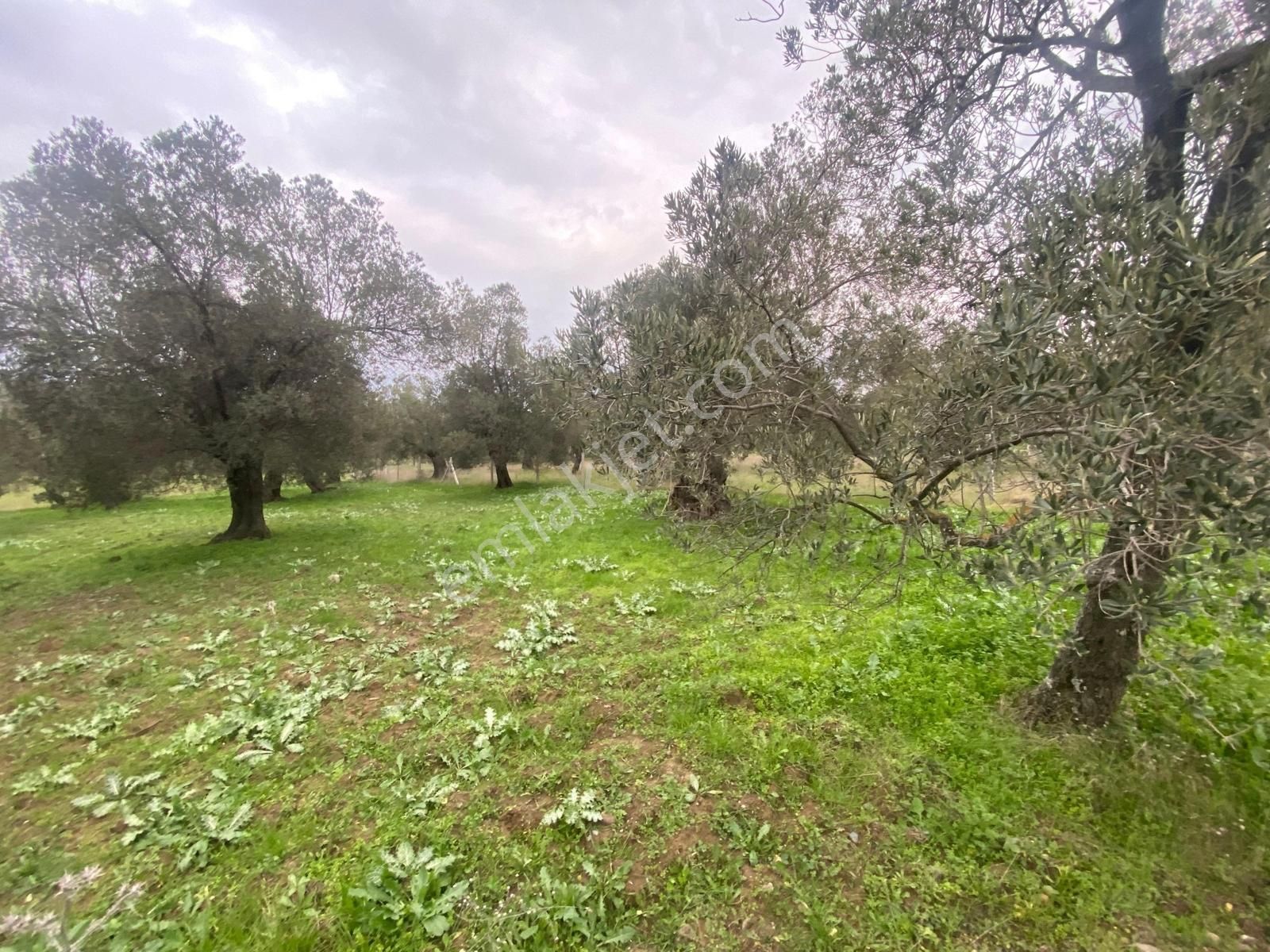 ▀▄mera Emlaktan Havran Kalabak Köyü Müstakil 1.827 M2 Zeytinlik - Görsel 34