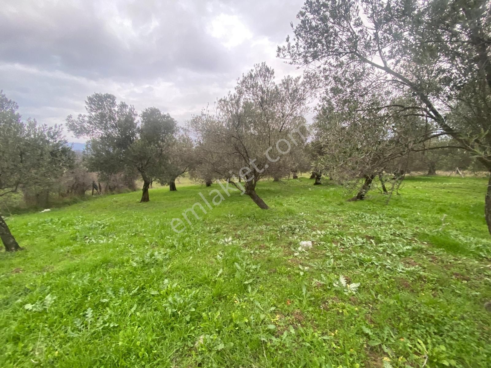 ▀▄mera Emlaktan Havran Kalabak Köyü Müstakil 1.827 M2 Zeytinlik - Görsel 6