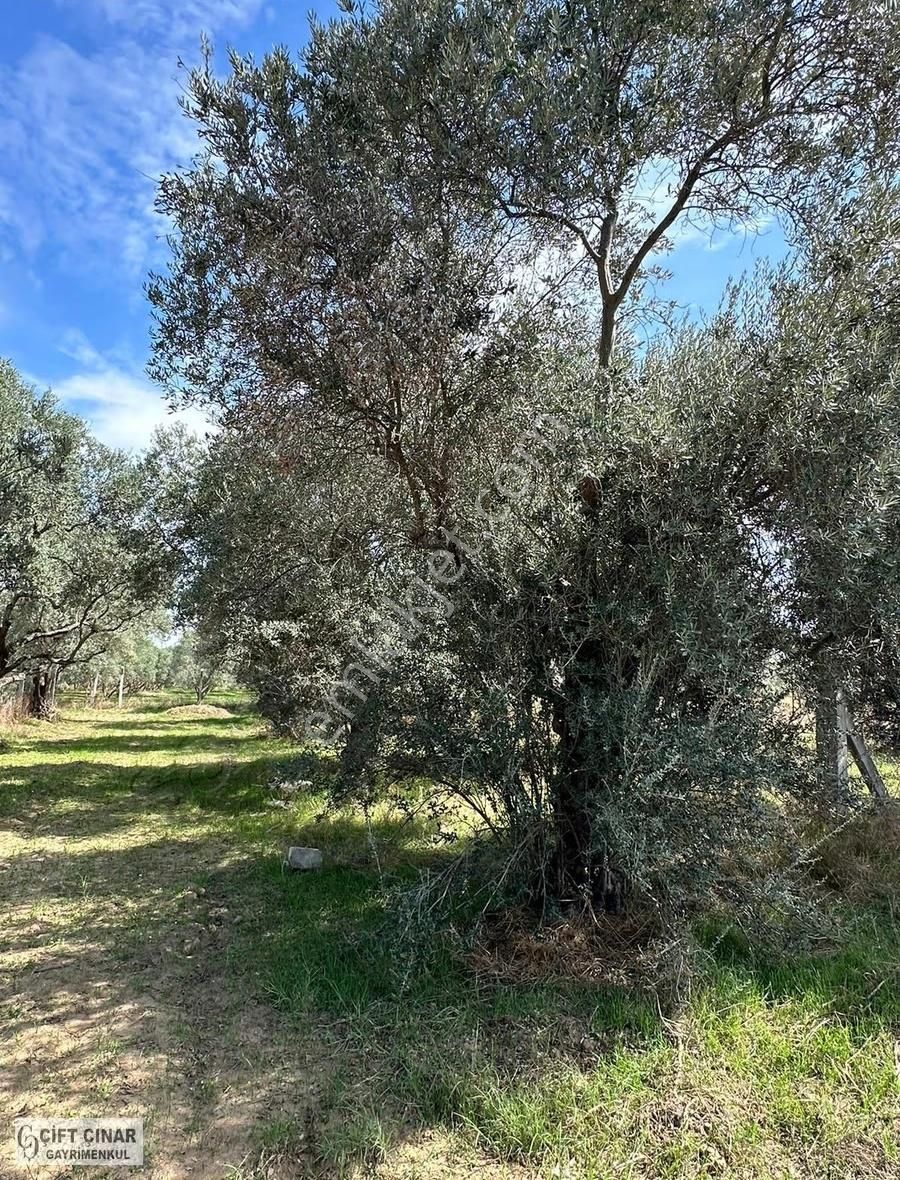 Eğerci Mah.de Tek Parsel Fiyatına 2 Parsel Zeytinlik - Görsel 5