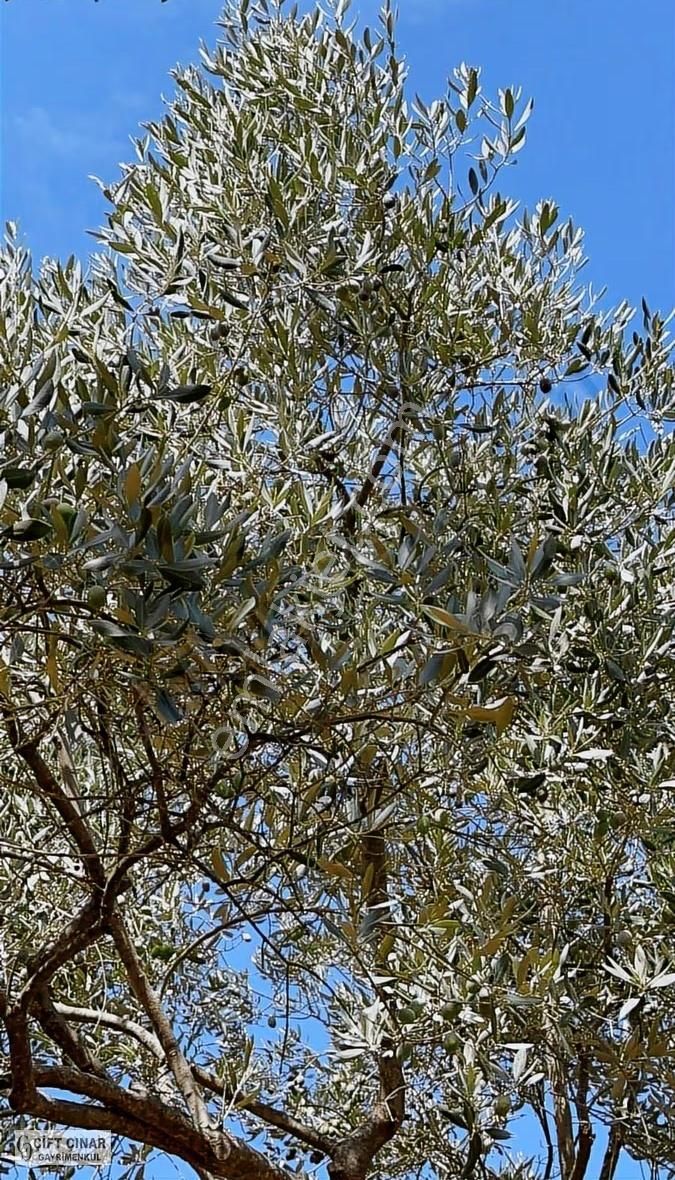 Eğerci Mah.de Tek Parsel Fiyatına 2 Parsel Zeytinlik - Görsel 3