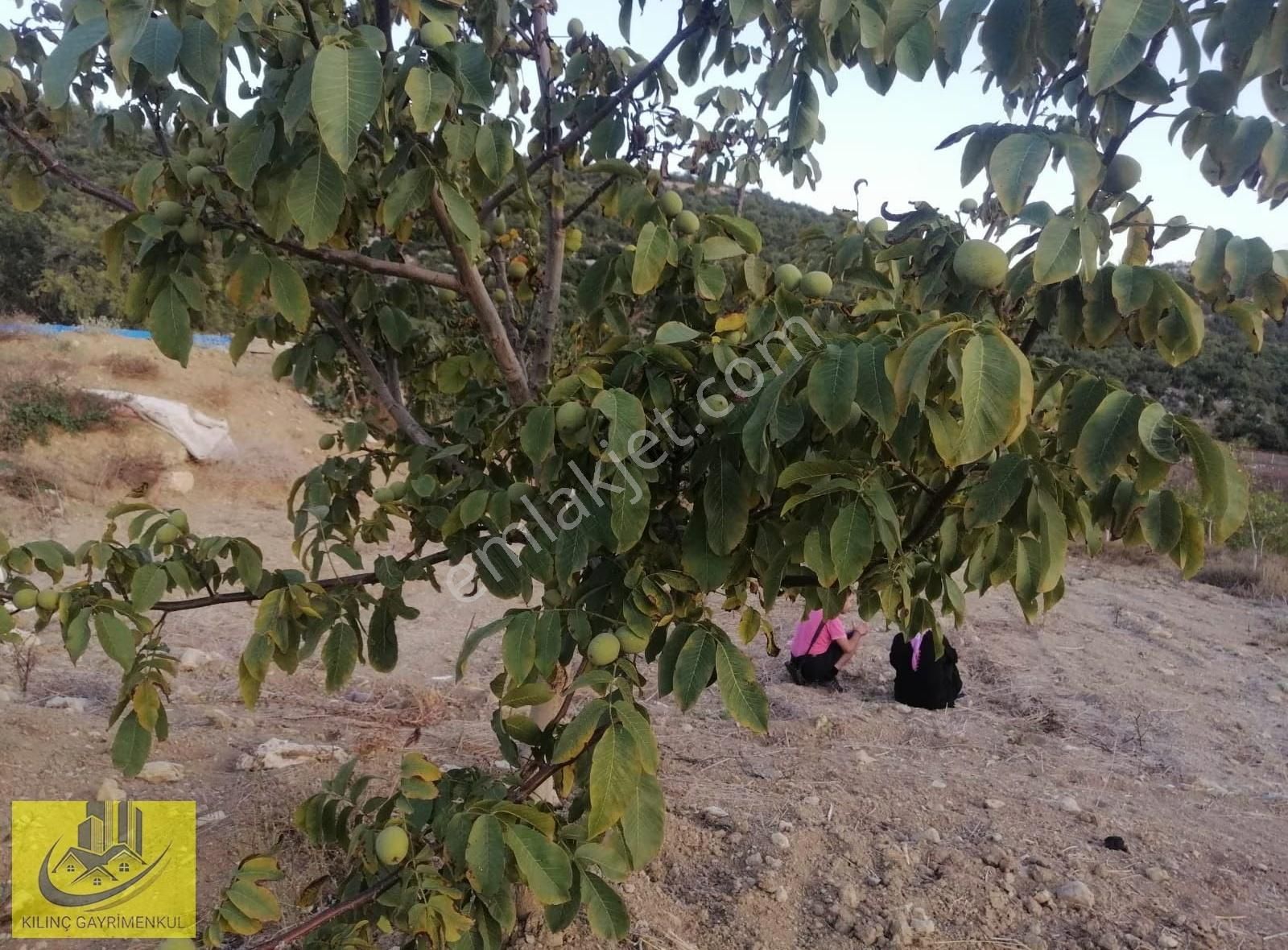 İnsuda Satılık Kacmaz Fırsat Ceviz Bahçesi